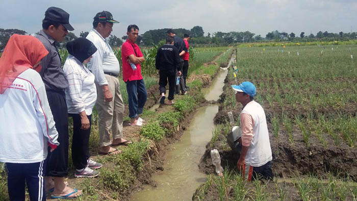 Dirjen Hortikultura Blusukan ke Brebes Pantau Pengendalian Hama Bawang di Brebes